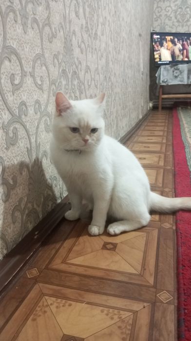 Ismi:Luiz juda aqqilli va itoatkor