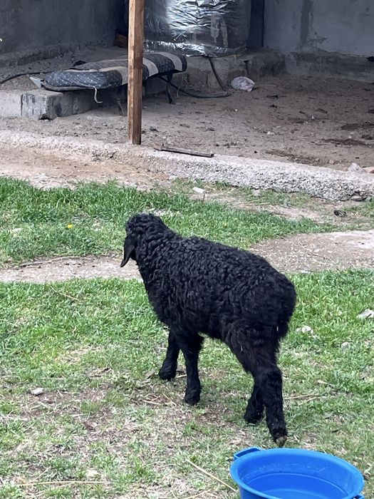 қозылы қой сатылады