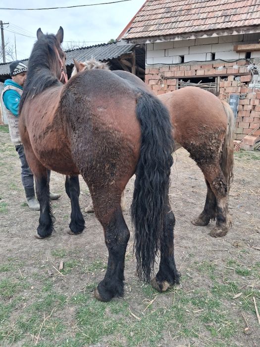 Manze de vanzare frumose