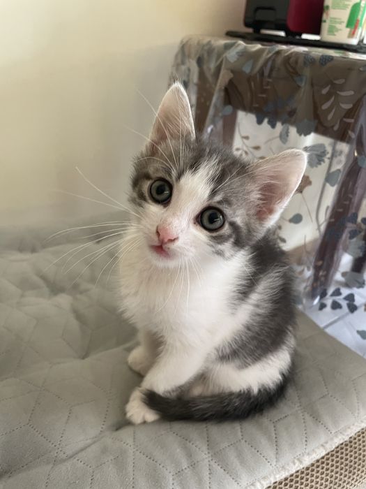 Шарено коте на 2 месеца