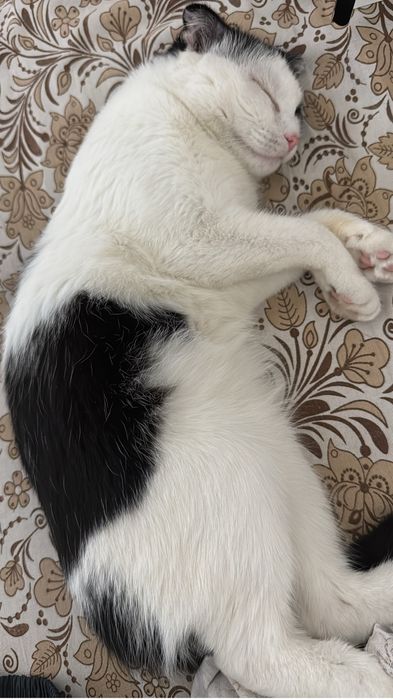 кошку 2 лет,отдам хорошую руку,Породистые чистокровный веслауха пол де