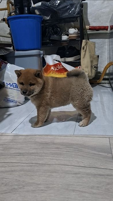 Малыш Сиба-ину мальчик)