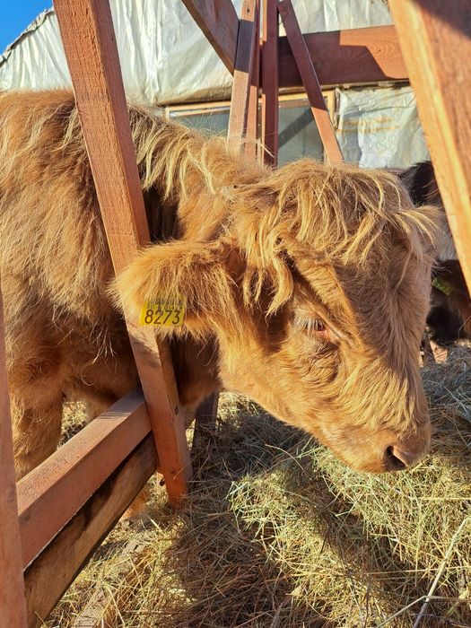 Highland Scotian