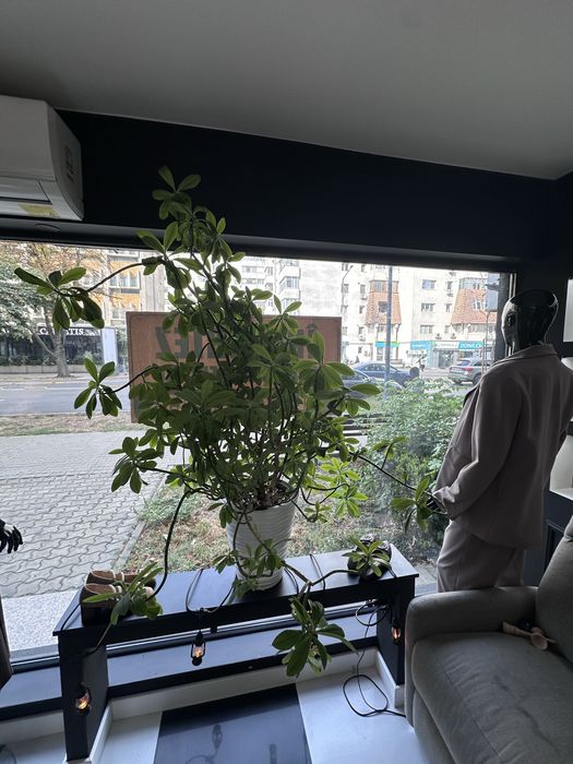 Inchiriez spatiu ultracentral Focsani