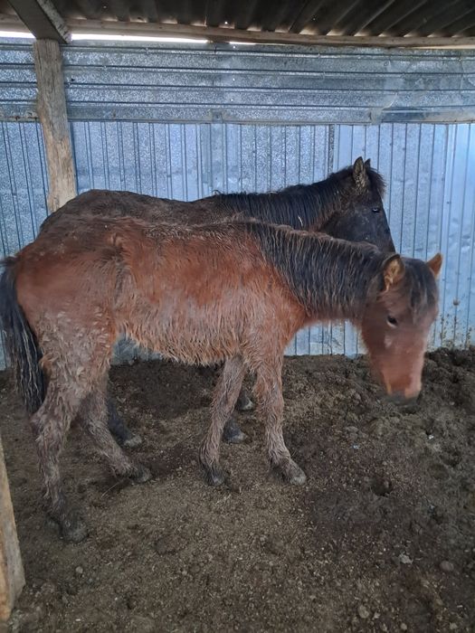 Тай байтал сатылады