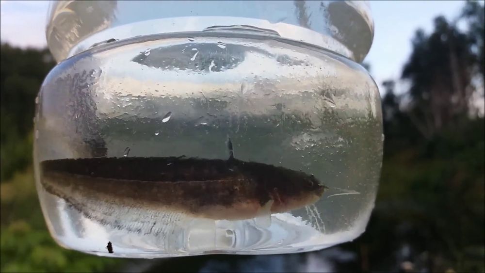 Заробител Сом -  Рибовъдно стопанство "Шестица"