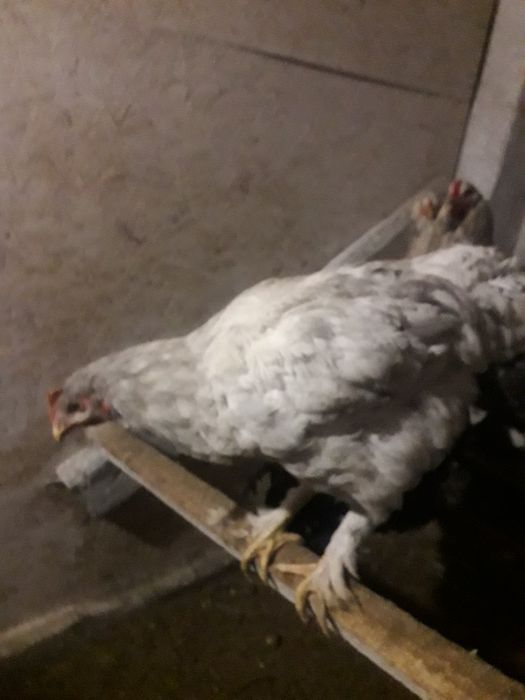 Продам молодых петухов брама