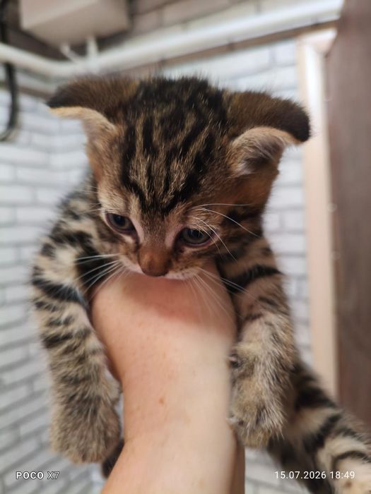 Милые котята ищат любящих родителей!!
