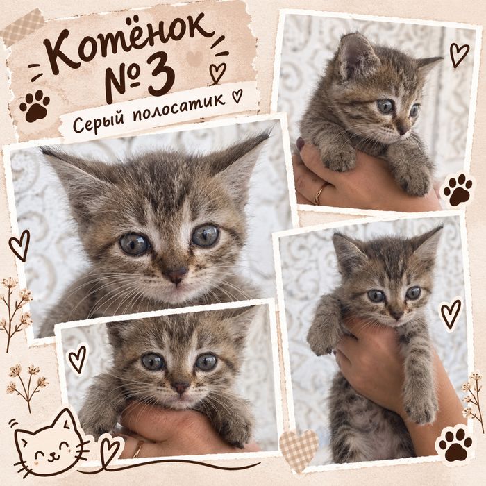 Отдам котят в добрые руки