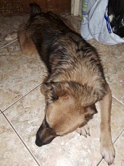 Donez caine urgent