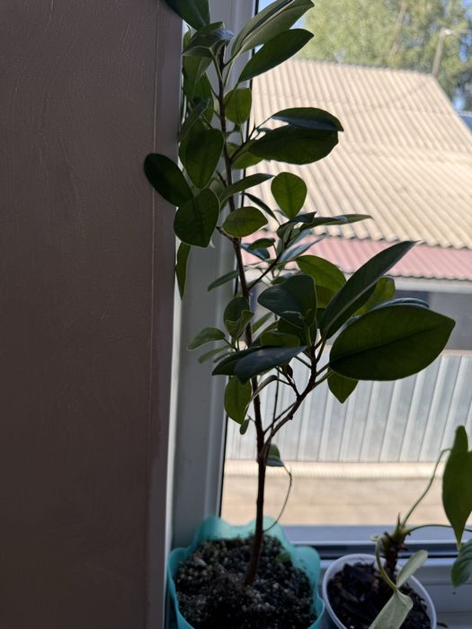 Продам комнатные цветы