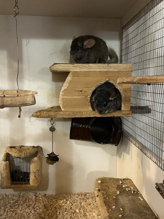 Чин Чили  редки видове от Перу