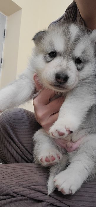 Срочно сибирский хаски мальчик чистокровные родители на фото