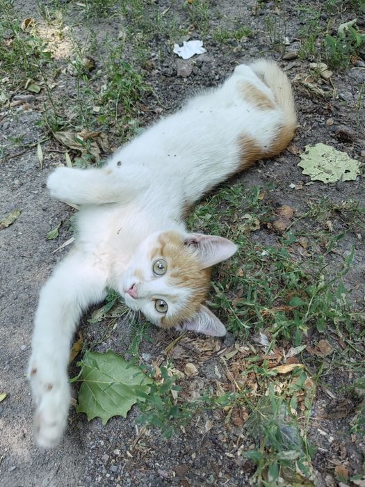Котёнок мальчик ищет дом!