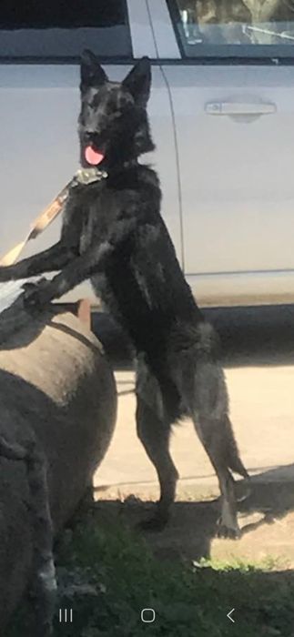 Немецкий овчарка Эркак  5 ойлик сотилади