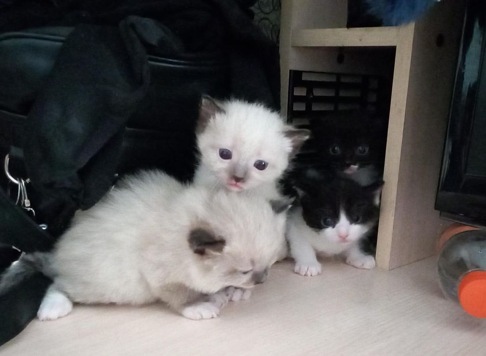 Отдам котят в добрые руки