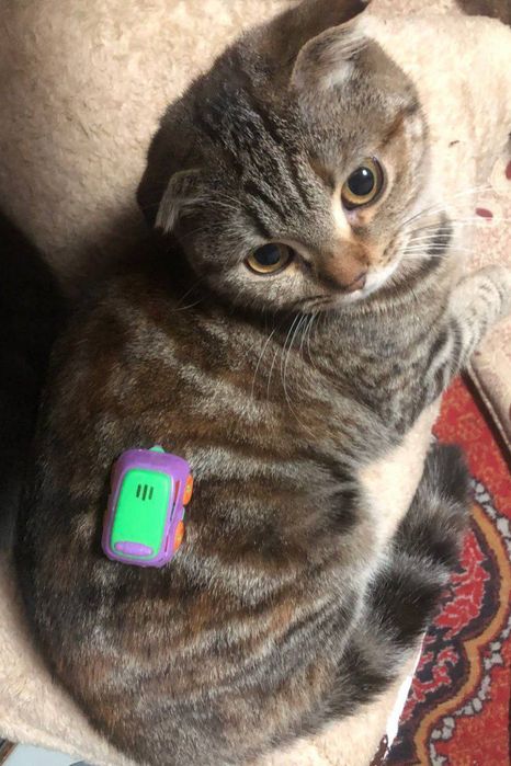 Скотиш фолд Тоза зот