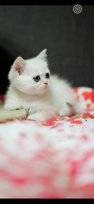 Британские детки шиншиллы!
