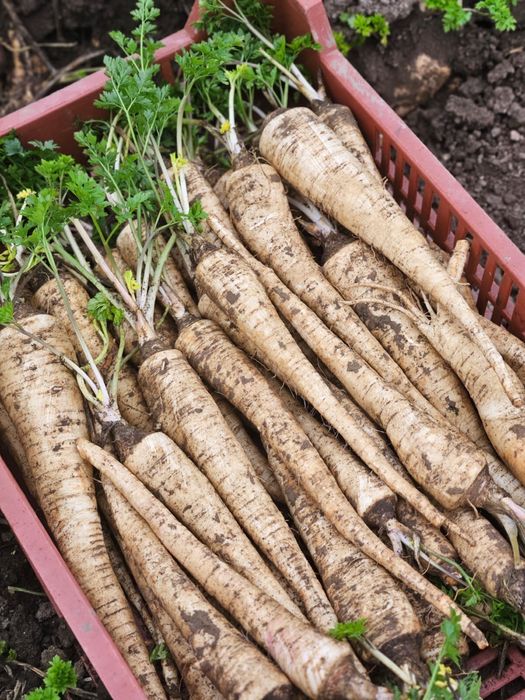 Pătrunjel românesc cal.1