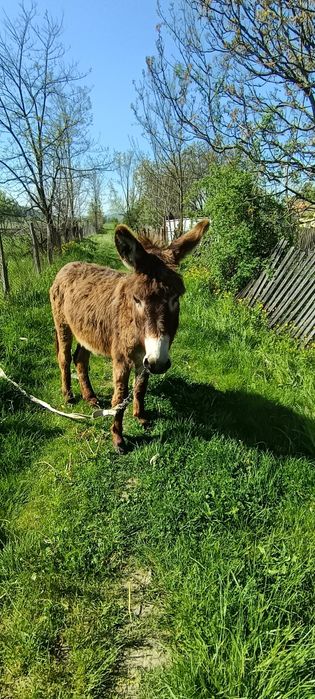 Vand măgar în vârstă de 2 ani