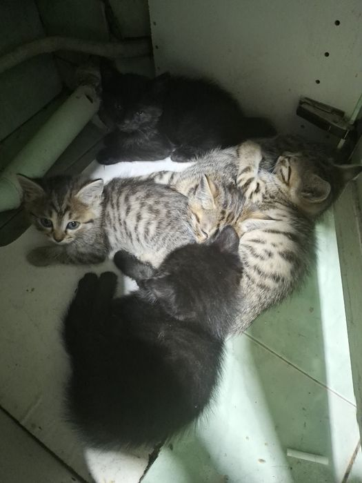 Срочно отдам ,котят ,добрым  людям