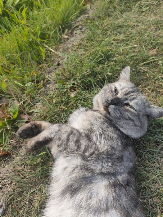 Отдам в добрые руки кота мальчика!