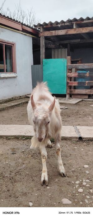 Козёл сатылады теке