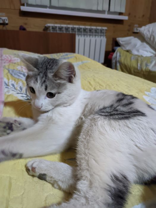 Котик ищет дом, пожалуйста