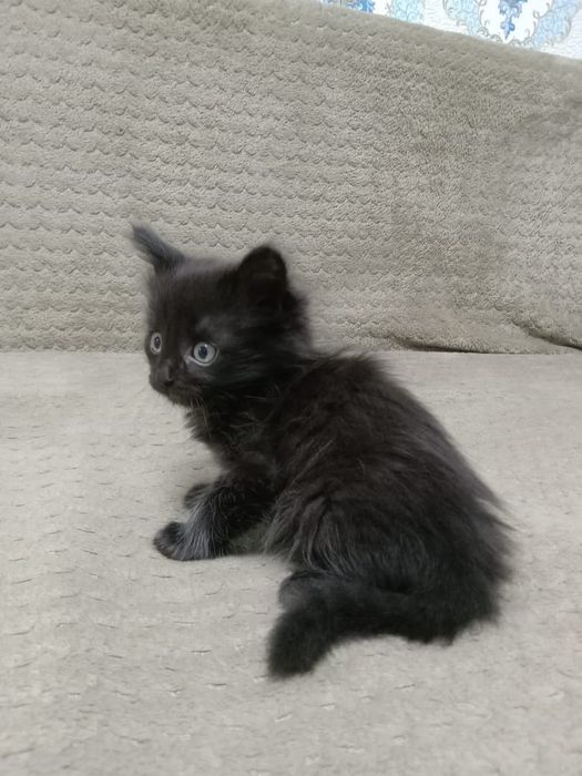 Кошечки ищут дом