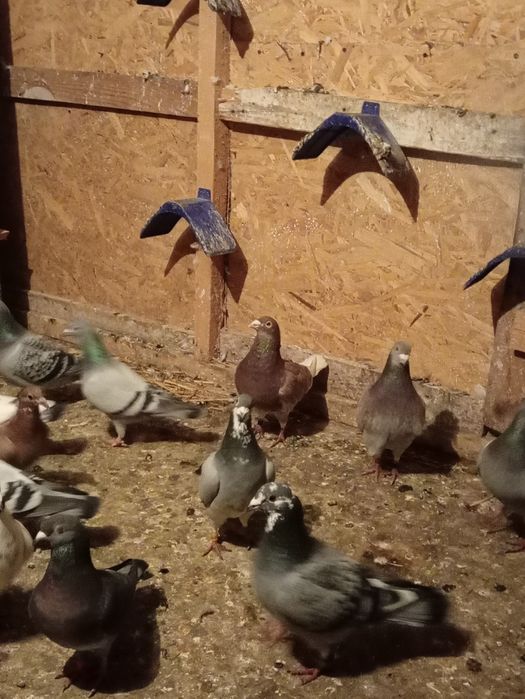 Schimb porumbei voiajori vaccinați și frumosi