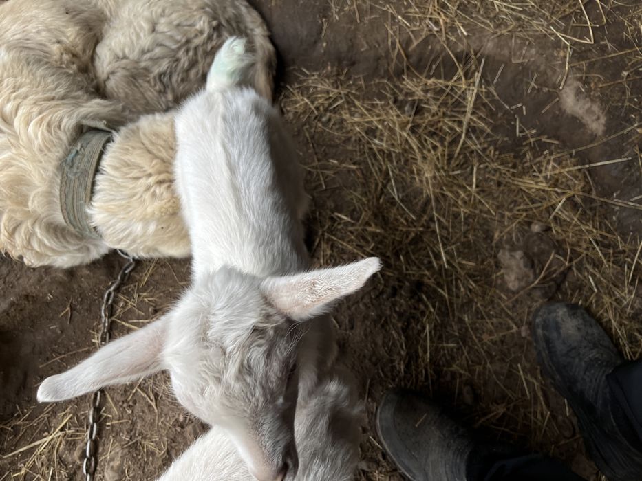 Продам Зааненский козлято