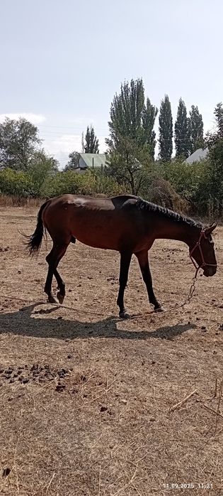 Продам лошадь харошая