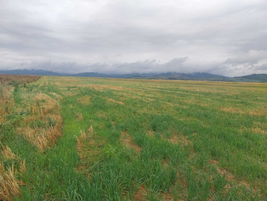 Teren intravilan si extravilan, 33100 mp, Tarlungeni, 200000 euro