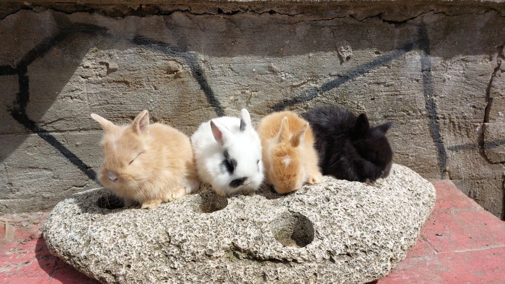 Iepurasi pitici de gradina