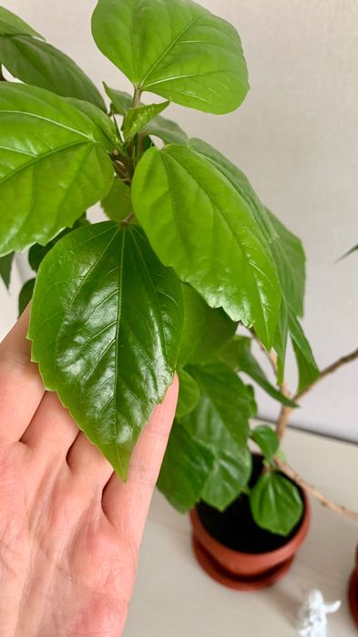 Комнатные цветы, растения