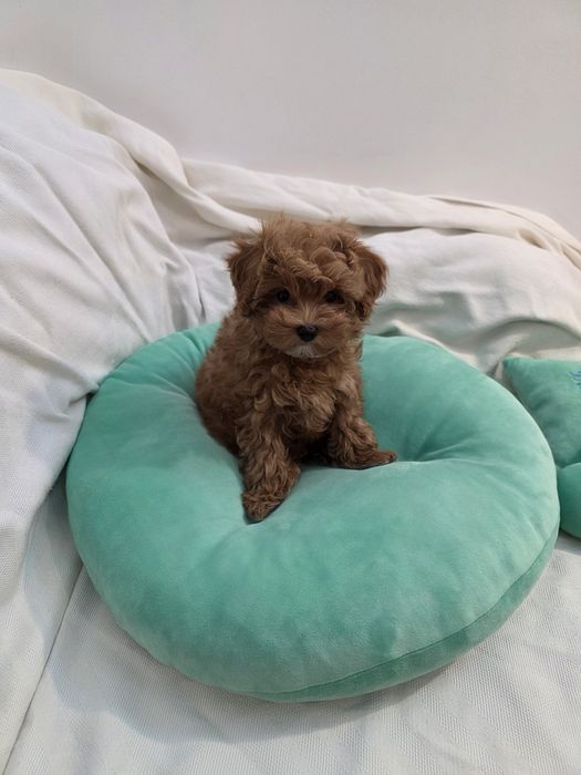 Maltipoo Korean teacup,  mini toy