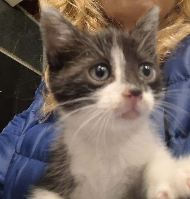 Donatie pui pisica Bucuresti