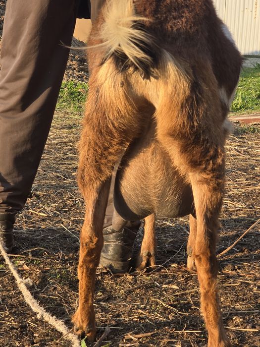 Англо-нубийские козы, козлята, козёл