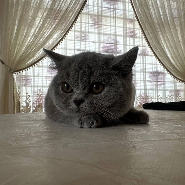 Цена снижена! Британские котята от породистых родителей