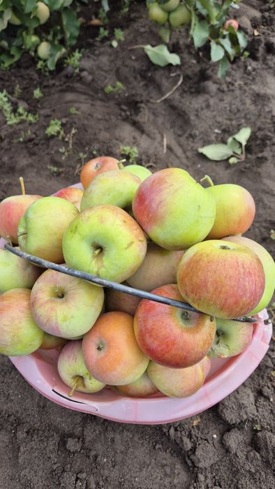 Продам яблоки, сочные, твёрдые не червивые