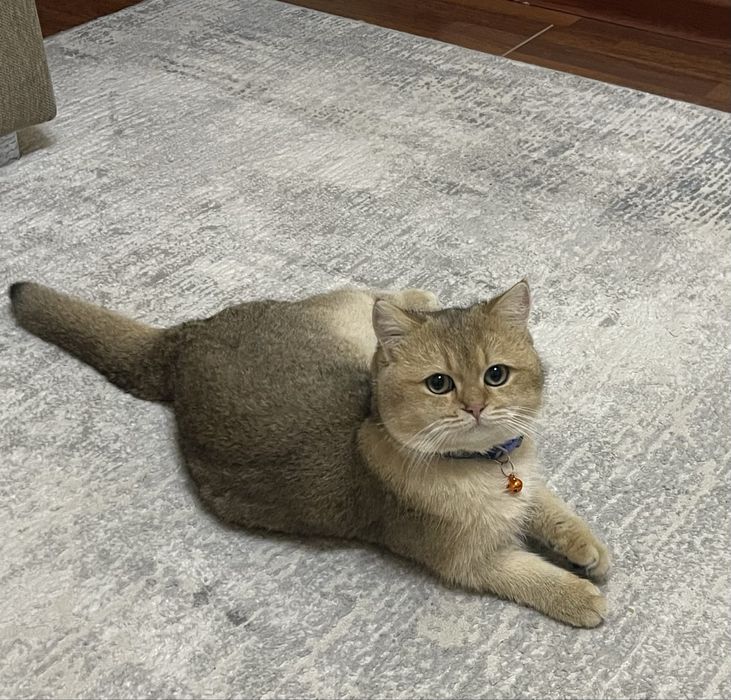 Вязка! Золотая шиншилла