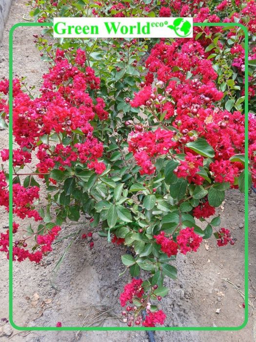 Siren Indiyski DINAMIT