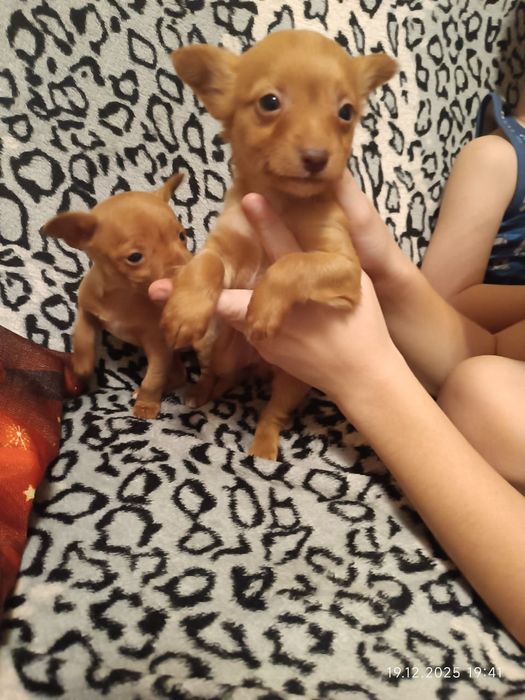 Продам щенков той-терерчиков