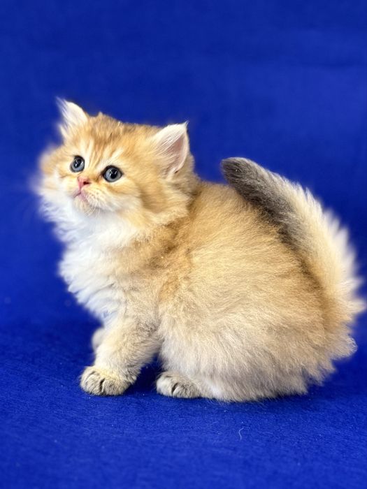 Золотая шиншилла