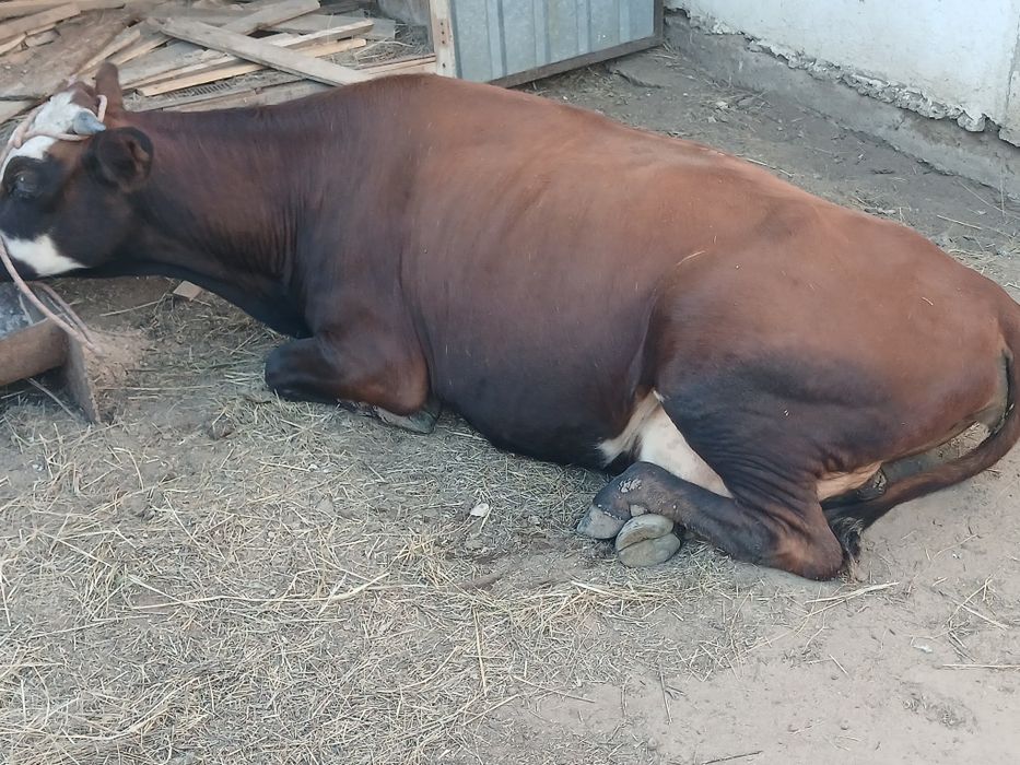 Сиыр сатам .Продам корову.