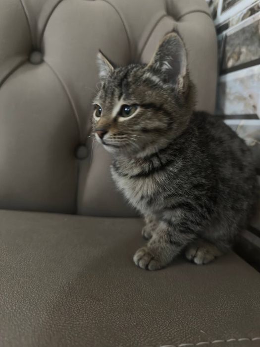 Mushuk mushuk mushuk