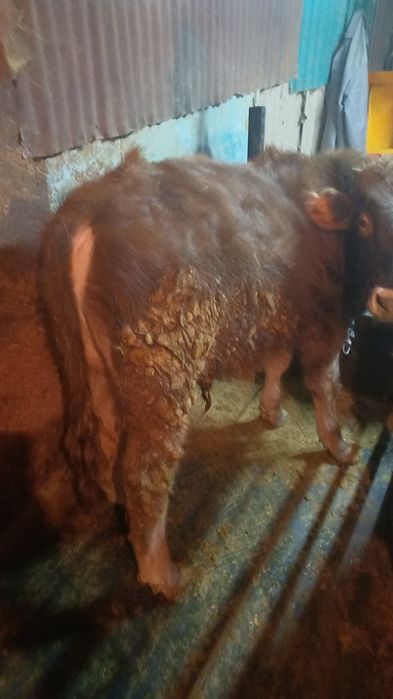 Продам бычка алатауской породы