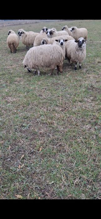 Berbec brez cu nasu alb