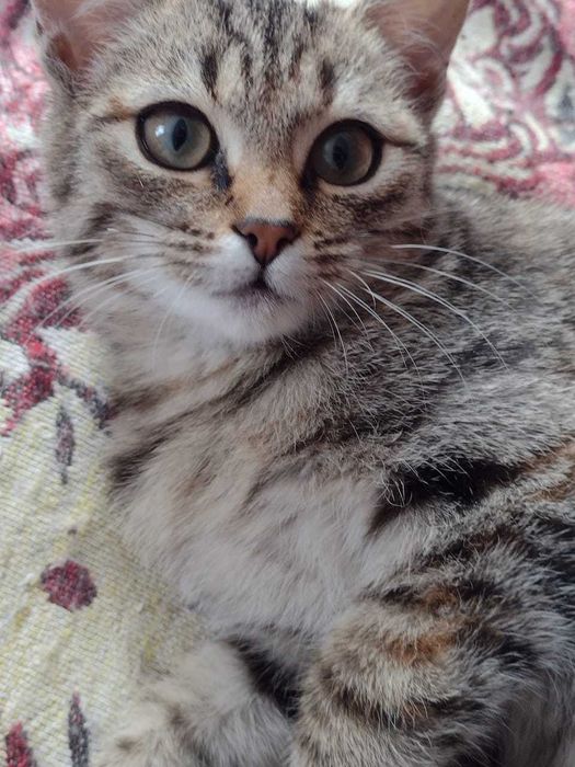 Отдам котят в добрые руки.