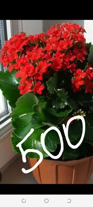 Растения, цветы,саженцы